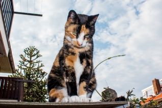 Maya