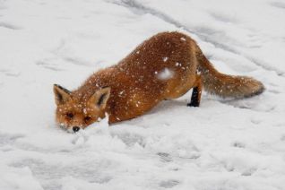 Vosje in de sneeuw