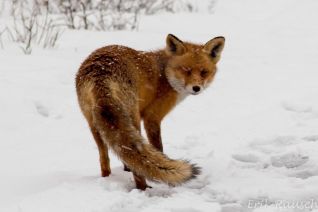 Besneeuwd vosje