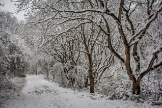 Besneeuwd bos
