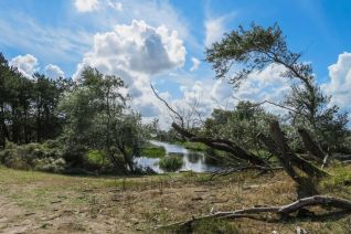 Vogelenzang duinen