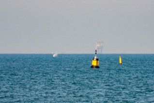 Bultrug walvis