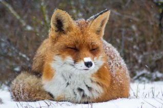 Sneeuwvosje