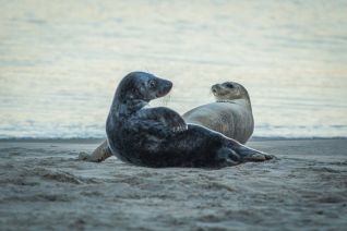 Gewone en grijze zeehond