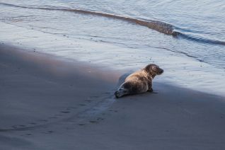 Grijze zeehond