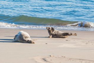 Zeehonden Scheveningen