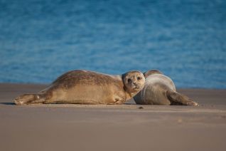 Zeehonden