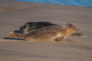 Gewone en grijze zeehond