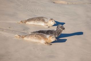 Zeehonden
