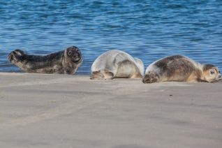 Zeehonden