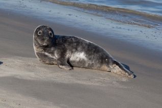 Grijze zeehond