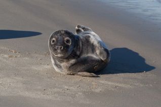 Grijze zeehond