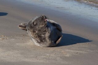 Grijze zeehond