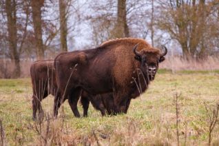 Wisent