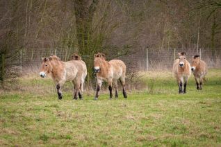 Przewalski paarden