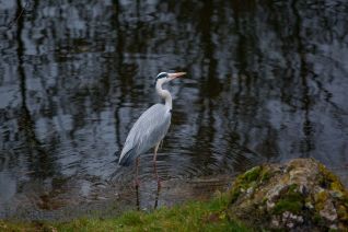 Blauwe reiger