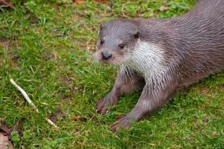 Otter