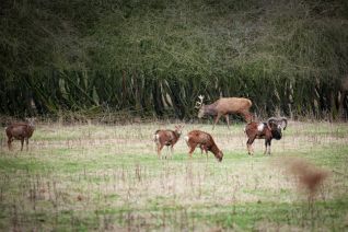 Edelhert en moeflons