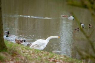 Wilde zwaan