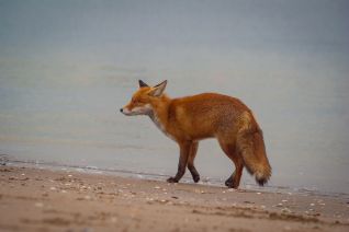 Vosje op het strand
