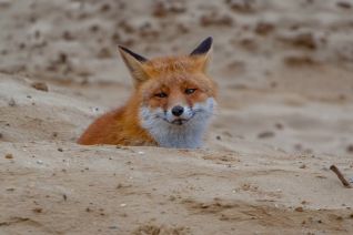 In het zand