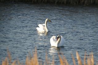 2 soorten