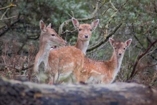 Bambi's