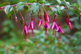 Fuchsia