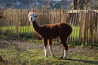 Alpaca 'Skye'