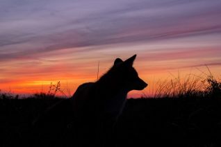 Twilight