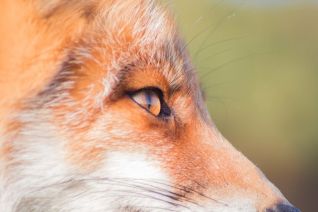 Close-up