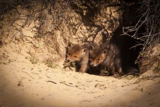 Babyvosjes