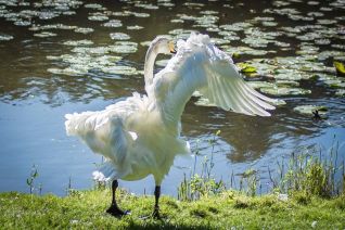 Wilde zwaan