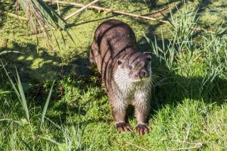 otter