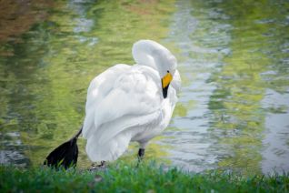 Wilde zwaan
