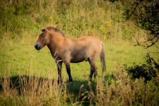 Przwalski paard