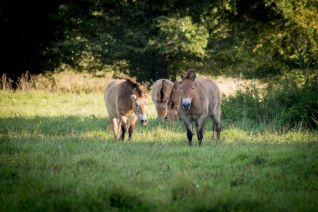 Przwalski paarden