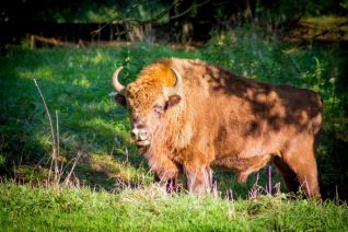 wisent