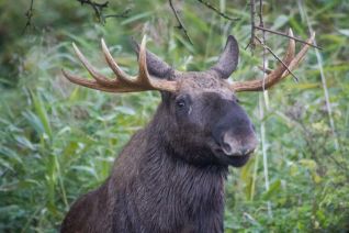 Eland