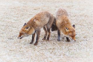 samen in de sneeuw