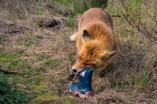 Rubber boot