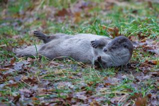Otter