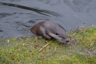 otter