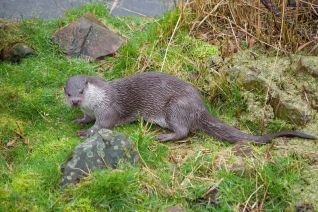 Otter