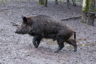 Wildzwijn