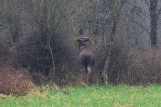 Eland