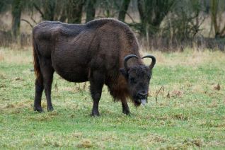 Wisent