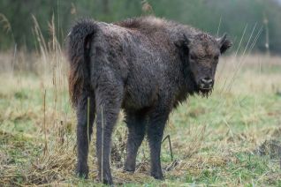 Jonge Wisent
