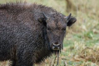 Wisent kalf