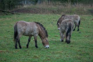 Przewalskipaarden
